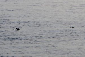 Dolphins at Swami's swimming by