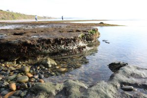 Swami's State Beach Tidepools