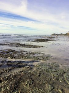 Cardiff State Beach Reef Beaches of Encinitas