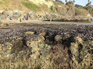 Swami's Tidepools mussels sea anemones