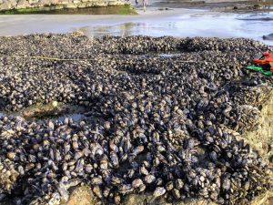 California Mussels Swami's Tidepools