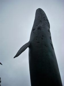 Gray Whale Statue san diego whale watching tours