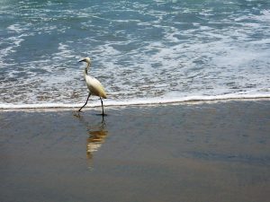 Boneyards Beach Bird Reflected Sand