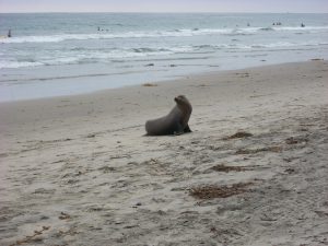 California sea lion Stonesteps Beach