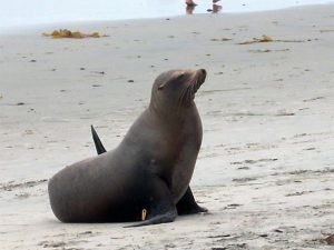 California Sea Lion Stonesteps Beach