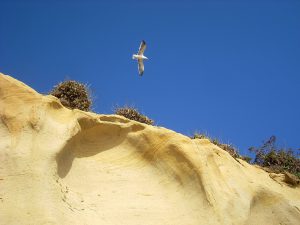 D Street Bluffs Beaches of Encinitas