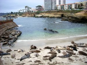 Harbor Seals Childrens Pool lying on sand