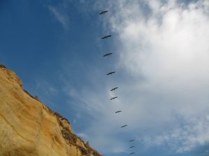 D Street Beach Pelicans over bluffs