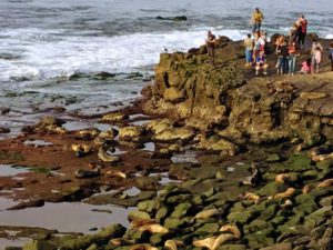 Point La Jolla Sea Lions La Jolla Coast Walk