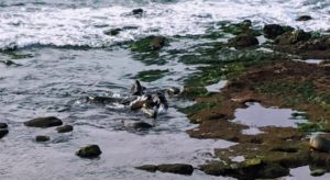 Sea lions fighting point la jolla