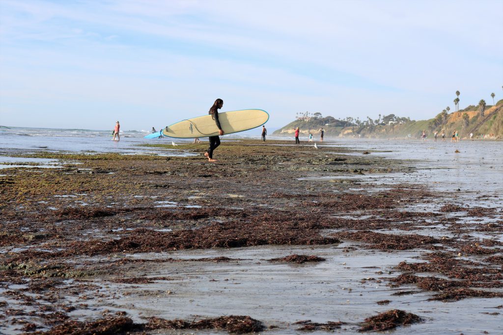 Surfing Cardiff State Beach reef surfer walking seaweed