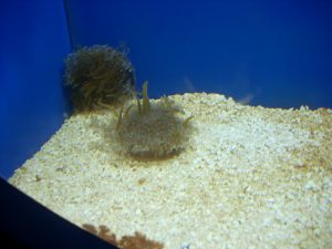 Coral Tank Birch Aquarium