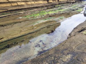 High Intertidal Pools