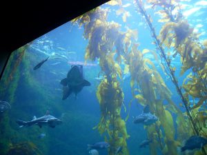 Giant Kelp Forest Tank Birch Aquarium