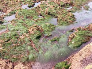 Eel Grass Low Intertidal Zone