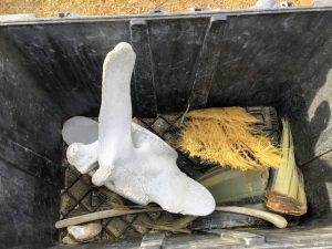 Gray Whale vertebrate baleen in box