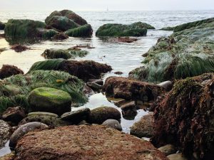 Low Intertidal Cabrillo National Monument