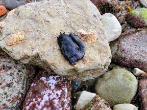 California Sea Hare Cabrillo National Monument