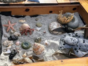Tidepool specimen shells in box