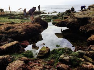 Cabrilllo National Monument Tidepools