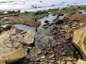 Middle Intertidal Zone Cabrillo National Monument