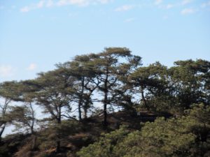 Torrey Pine Tree San Diego Lagoons