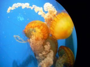 Jellyfish Birch Aquarium