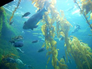 Giant Kelp Tank Birch Aquarium