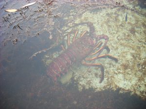 California Spiny Lobster Birch Aquarium