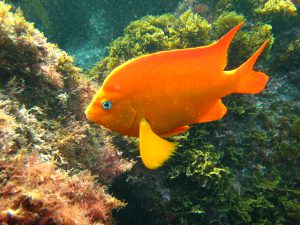 Garibaldi Birch Aquarium