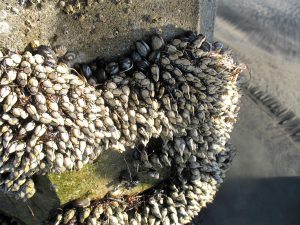 Gooseneck Barnacles on Scripps Pier