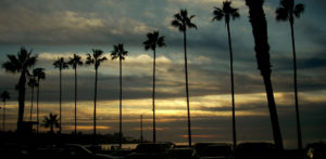 La Jolla Shore Palm Tree Sunset