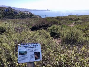 Scripps Coastal Reserve plants ocean