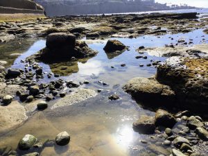 South La Jolla Shores Beach Tidepools