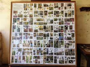 Wildflower Chart Torrey Pines State Natural Reserve