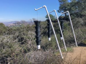 Bark Beetle Traps Torrey Pines State Natural Reserve