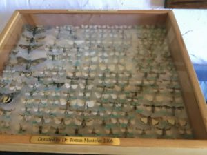 Butterfly Display Case Torrey Pines Lodge