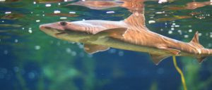 Mustelus californicus Gray Smoothhound Los Penasquitos Lagoon