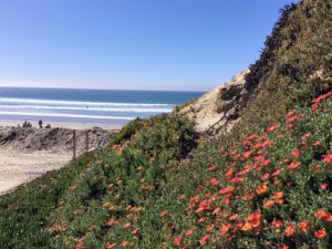 North Pacific Beach Succulents on bluff going down