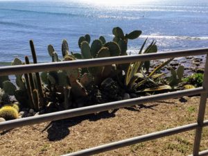 Prickly pear cacti linda way beach access