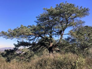 Torrey Pine Tree Torrey Pines State Natural Reserve