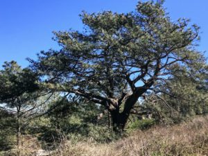 Torrey Pine Tree Torrey Pines State Natural Reserve