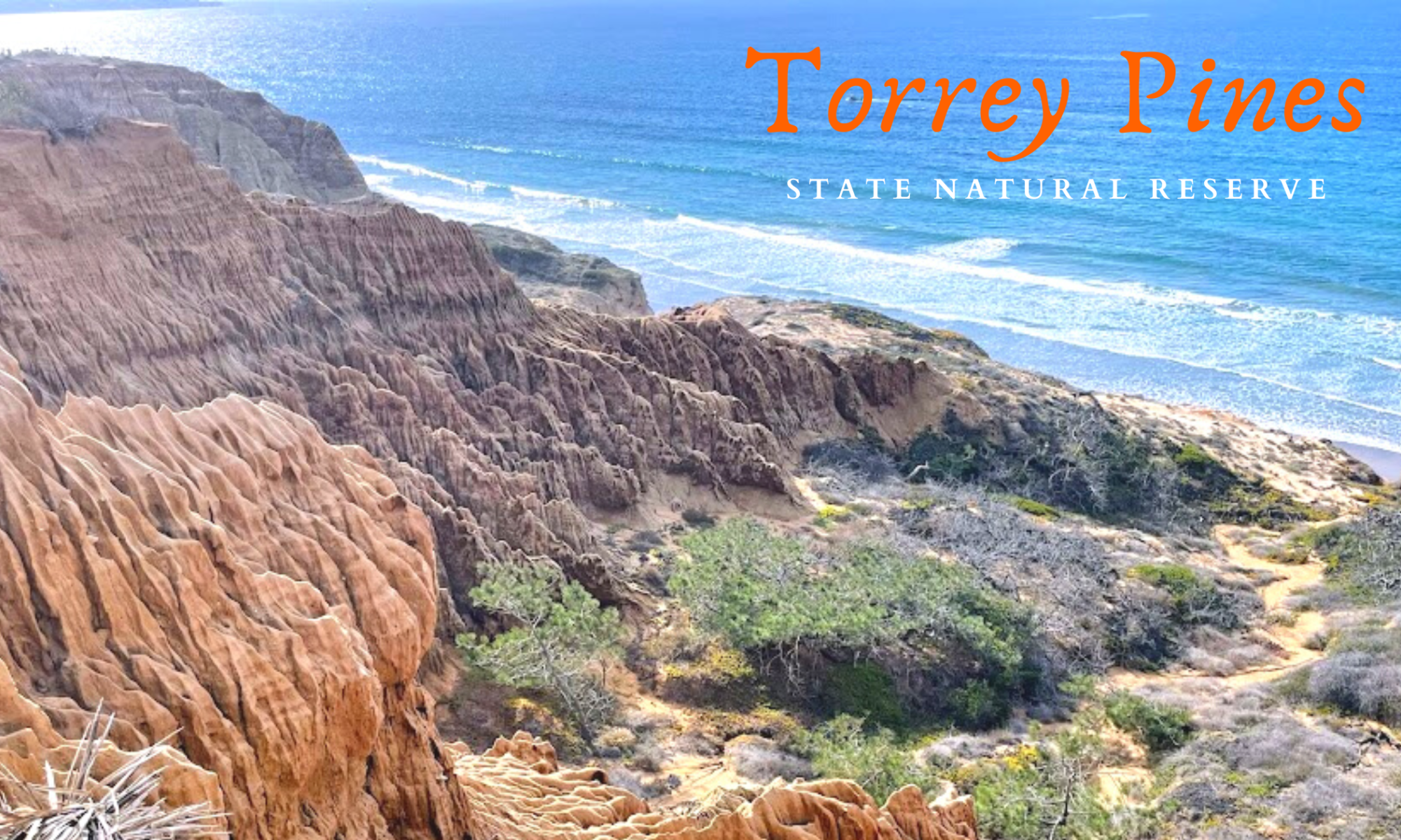 Torrey Pines State Natural Reserve featured image