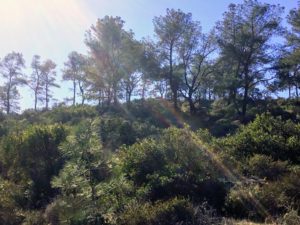 Trees Torrey Pines State Natural Reserve