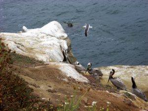 Brown Pelican La Jolla Best beaches of La Jolla