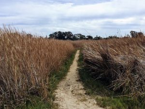 Dirt trail between Cattails saltgrass