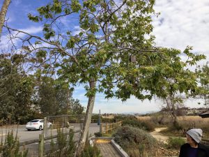California Sycamore Tree