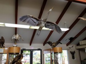 Great Blue Heron Buena Vista Audubon Nature Center