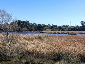 Buena Vista Lagoon Cattails trees