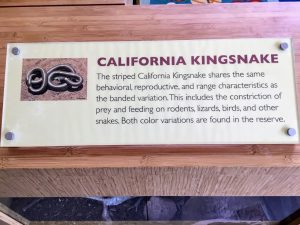 California Kingsnake Display
